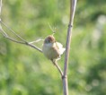 /album/my-local-birding-gallery/whitethroat-carrying-caterpillar-at-ossett-jpg/
